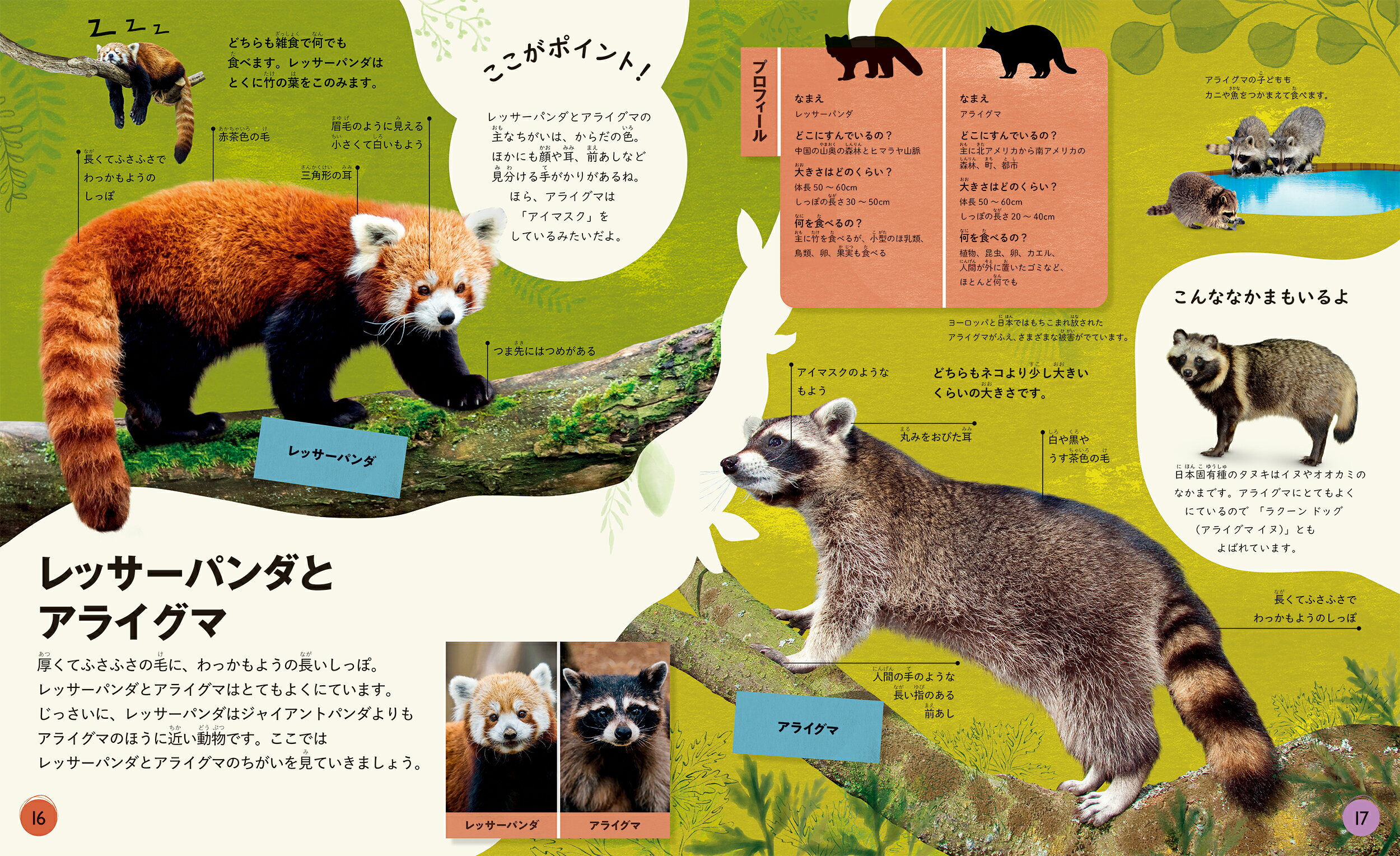 楽天ブックス: どっちがどっち？ くらべてみよう にている動物