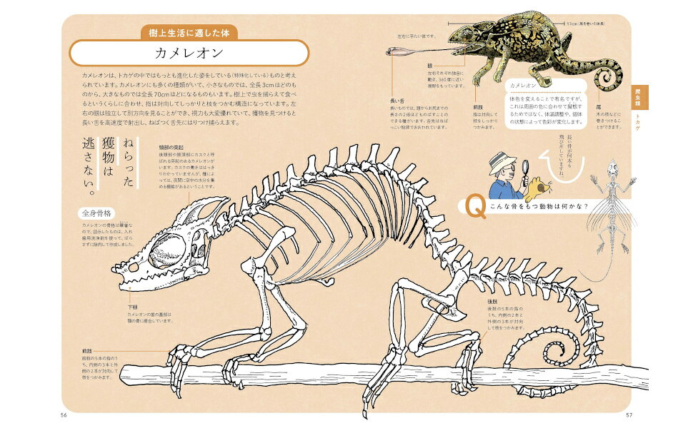 動物の骨に繊細な絵 81DEBgmlYEL._UF350,350_QL50_.jpg
