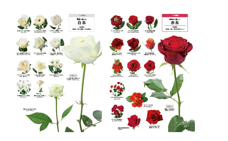 楽天ブックス: 四季の花図鑑 バラの魅力大特集 - 9784299059383 : 本