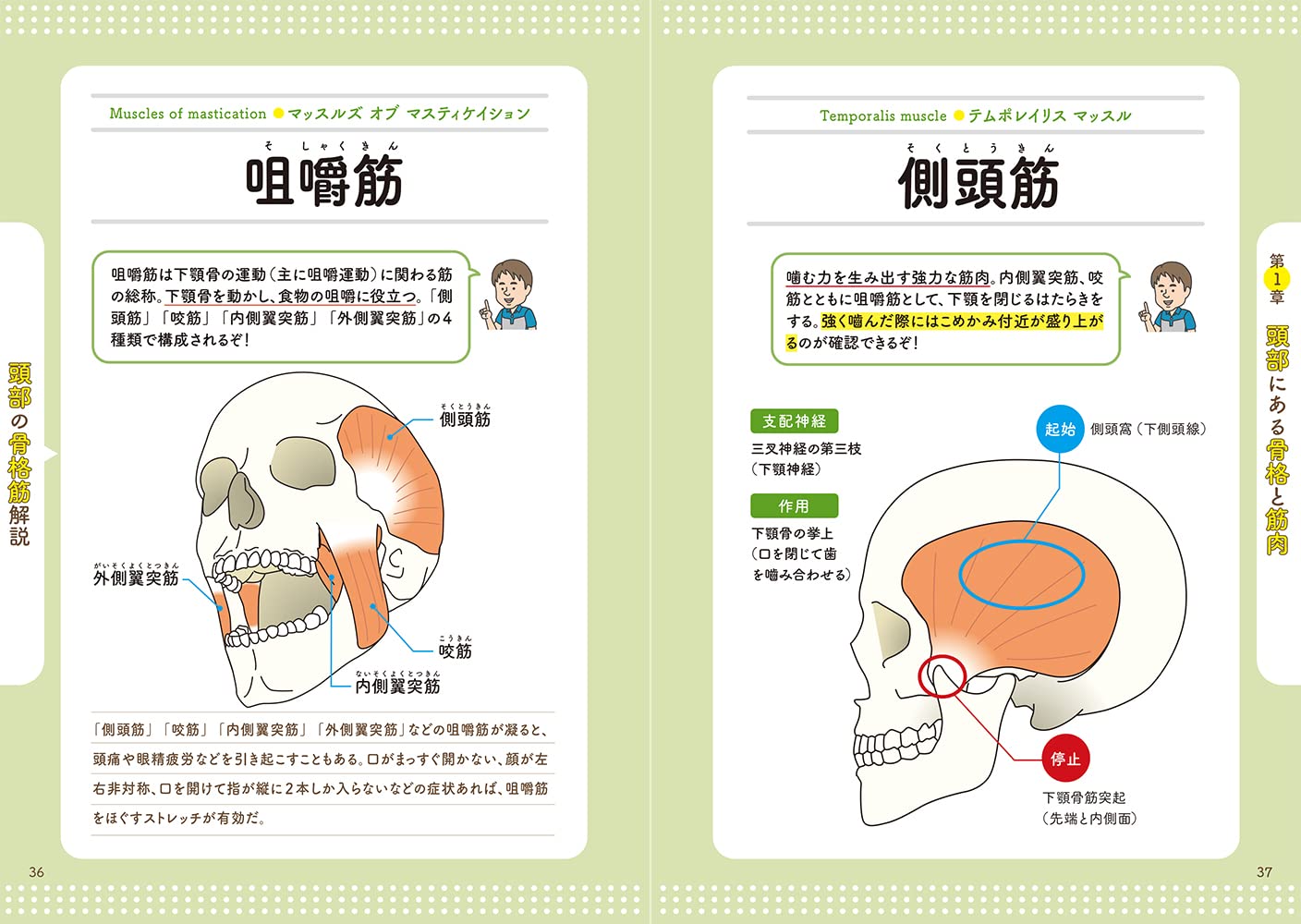 楽天ブックス: すぐ施術に役立つ！イラストと漫画で楽しく覚える 筋肉